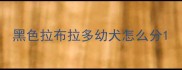 黑色拉布拉多幼犬怎么分