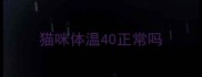 猫咪体温40正常吗