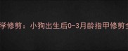 如何科学修剪小狗出生后0-3月龄指甲修剪全攻略