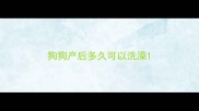 狗狗产后多久可以洗澡
