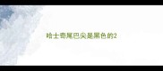 哈士奇尾巴尖是黑色的