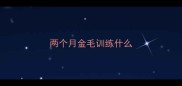 两个月金毛训练什么
