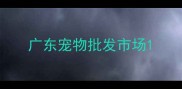 广东宠物批发市场