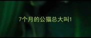 7个月的公猫总大叫