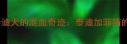 加菲猫和泰迪犬的混血奇迹泰迪加菲猫的饲养全攻略