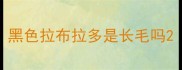 黑色拉布拉多是长毛吗