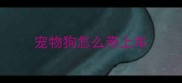 宠物狗怎么带上车