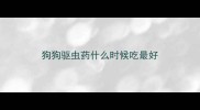 狗狗驱虫药什么时候吃最好