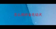 怎么挑好金毛幼犬