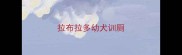 拉布拉多幼犬训厕