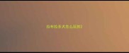 拉布拉多犬怎么玩的