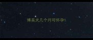 博美犬几个月可怀孕