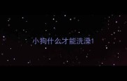 小狗什么才能洗澡