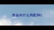 泰迪和什么狗配种