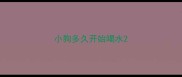 小狗多久开始喝水