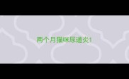 两个月猫咪尿道炎