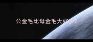 公金毛比母金毛大好多