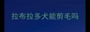 拉布拉多犬能剪毛吗