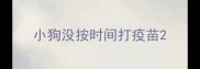 小狗没按时间打疫苗