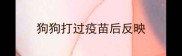 狗狗打过疫苗后反映