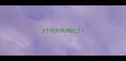 3个月的狗狗吐了