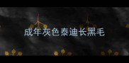 成年灰色泰迪长黑毛