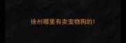 徐州哪里有卖宠物狗的