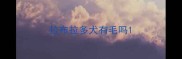 拉布拉多犬有毛吗