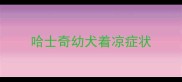 哈士奇幼犬着凉症状