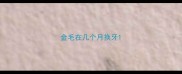 金毛在几个月换牙
