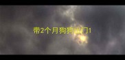 带2个月狗狗出门