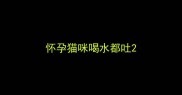 怀孕猫咪喝水都吐