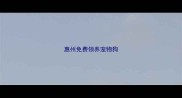 惠州免费领养宠物狗