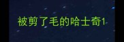 被剪了毛的哈士奇