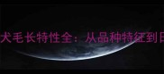 拉布拉多犬毛长特性全从品种特征到日常养护
