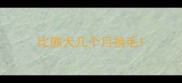 比熊犬几个月换毛