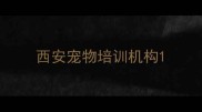西安宠物培训机构