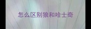 怎么区别狼和哈士奇