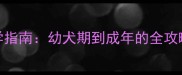 金毛补钙科学指南幼犬期到成年的全攻略家长必看