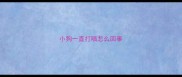 小狗一直打嗝怎么回事