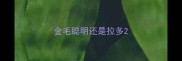 金毛聪明还是拉多