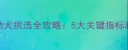 拉布拉多幼犬挑选全攻略5大关键指标和避坑指南