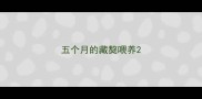 五个月的藏獒喂养
