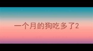 一个月的狗吃多了