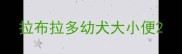 拉布拉多幼犬大小便