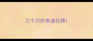 三个月的泰迪拉稀