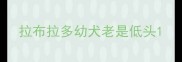 拉布拉多幼犬老是低头