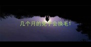 几个月的免子会换毛