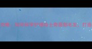 净脸哈士奇全攻略如何科学护理哈士奇面部毛发打造干净俏皮萌颜