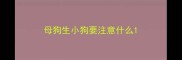 母狗生小狗要注意什么